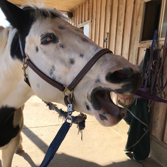 Meet your Posher, Ivy - Picture 2 of 3